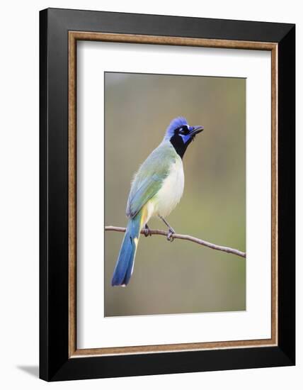 Starr County, Texas. Green Jay Threat Display to Other Jays-Larry Ditto-Framed Photographic Print