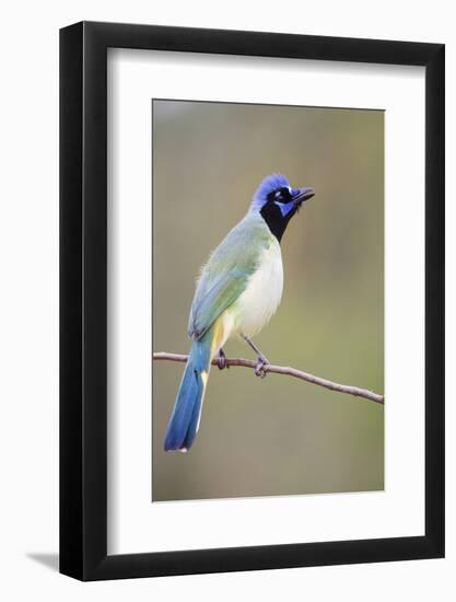 Starr County, Texas. Green Jay Threat Display to Other Jays-Larry Ditto-Framed Photographic Print