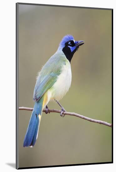 Starr County, Texas. Green Jay Threat Display to Other Jays-Larry Ditto-Mounted Photographic Print