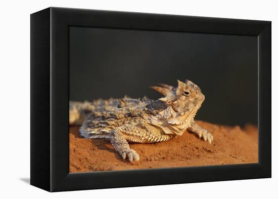Starr County, Texas. Horned Lizard Crawling on Red Soil-Larry Ditto-Framed Premier Image Canvas