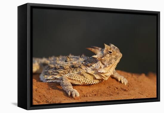 Starr County, Texas. Horned Lizard Crawling on Red Soil-Larry Ditto-Framed Premier Image Canvas