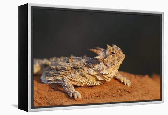 Starr County, Texas. Horned Lizard Crawling on Red Soil-Larry Ditto-Framed Premier Image Canvas