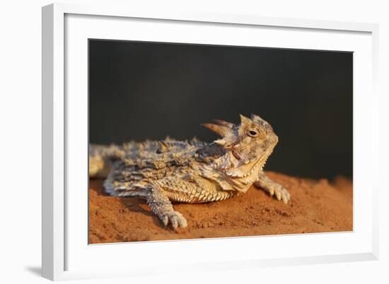 Starr County, Texas. Horned Lizard Crawling on Red Soil-Larry Ditto-Framed Photographic Print