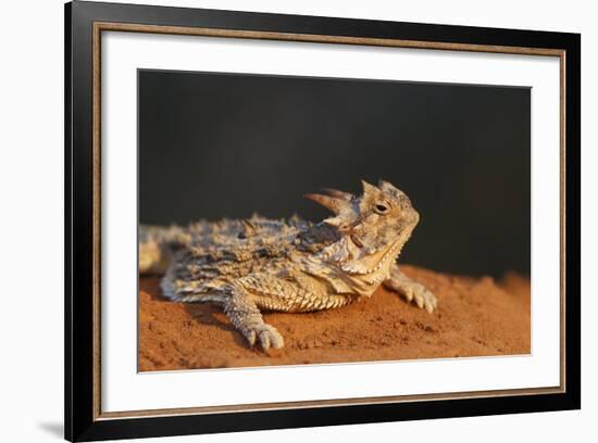 Starr County, Texas. Horned Lizard Crawling on Red Soil-Larry Ditto-Framed Photographic Print