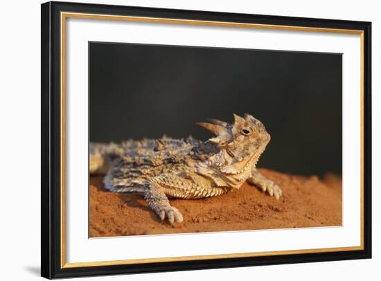 Starr County, Texas. Horned Lizard Crawling on Red Soil-Larry Ditto-Framed Photographic Print
