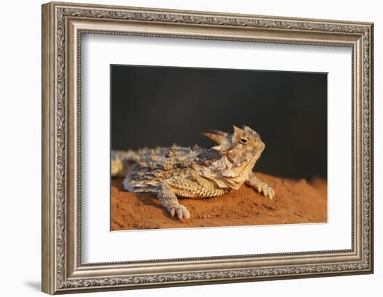 Starr County, Texas. Horned Lizard Crawling on Red Soil-Larry Ditto-Framed Photographic Print