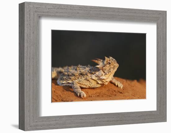 Starr County, Texas. Horned Lizard Crawling on Red Soil-Larry Ditto-Framed Photographic Print