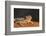 Starr County, Texas. Horned Lizard Crawling on Red Soil-Larry Ditto-Framed Photographic Print