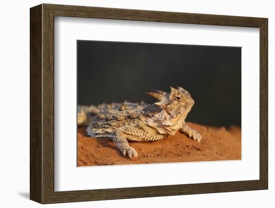 Starr County, Texas. Horned Lizard Crawling on Red Soil-Larry Ditto-Framed Photographic Print