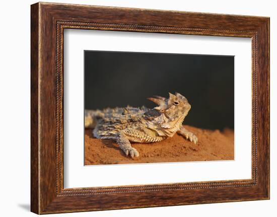 Starr County, Texas. Horned Lizard Crawling on Red Soil-Larry Ditto-Framed Photographic Print