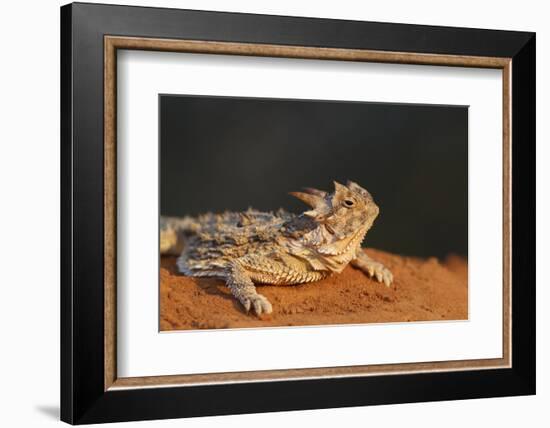 Starr County, Texas. Horned Lizard Crawling on Red Soil-Larry Ditto-Framed Photographic Print