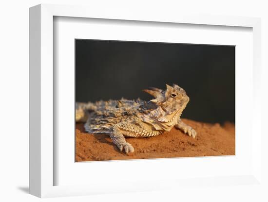 Starr County, Texas. Horned Lizard Crawling on Red Soil-Larry Ditto-Framed Photographic Print