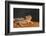 Starr County, Texas. Horned Lizard Crawling on Red Soil-Larry Ditto-Framed Photographic Print