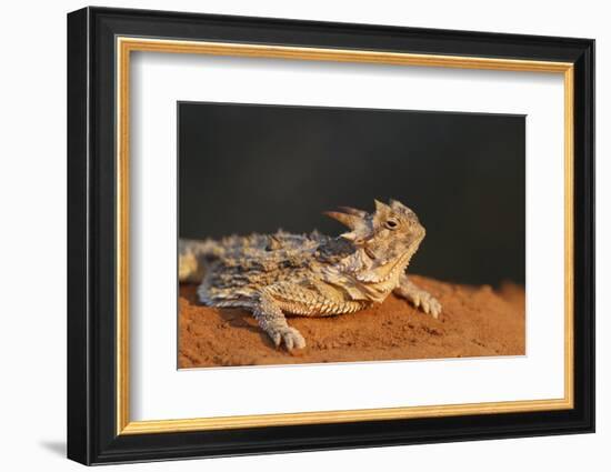 Starr County, Texas. Horned Lizard Crawling on Red Soil-Larry Ditto-Framed Photographic Print