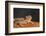 Starr County, Texas. Horned Lizard Crawling on Red Soil-Larry Ditto-Framed Photographic Print