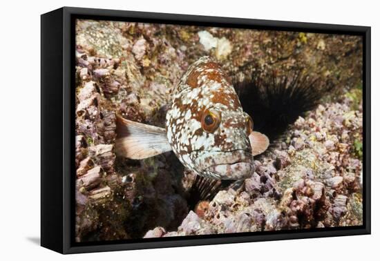 Starry Grouper (Epinephelus Labriformis)-Reinhard Dirscherl-Framed Premier Image Canvas