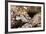 Starry Grouper (Epinephelus Labriformis)-Reinhard Dirscherl-Framed Photographic Print