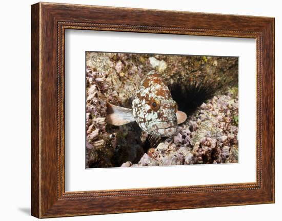 Starry Grouper (Epinephelus Labriformis)-Reinhard Dirscherl-Framed Photographic Print