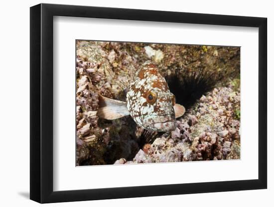 Starry Grouper (Epinephelus Labriformis)-Reinhard Dirscherl-Framed Photographic Print