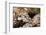 Starry Grouper (Epinephelus Labriformis)-Reinhard Dirscherl-Framed Photographic Print