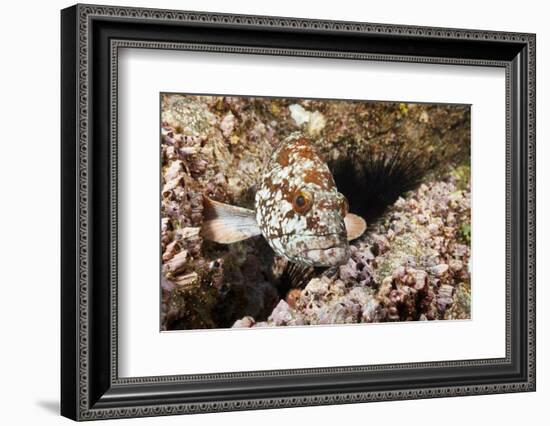 Starry Grouper (Epinephelus Labriformis)-Reinhard Dirscherl-Framed Photographic Print