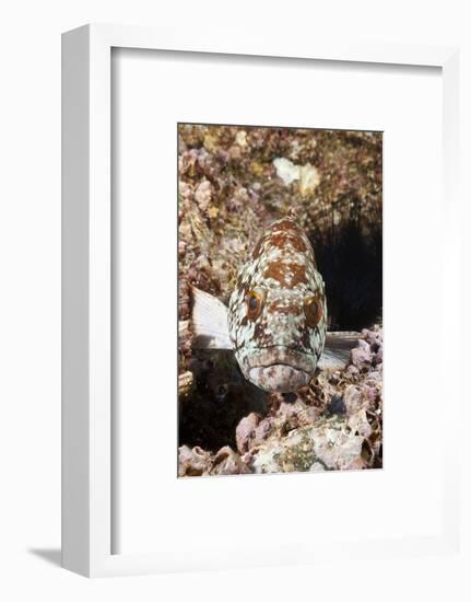 Starry Grouper (Epinephelus Labriformis)-Reinhard Dirscherl-Framed Photographic Print