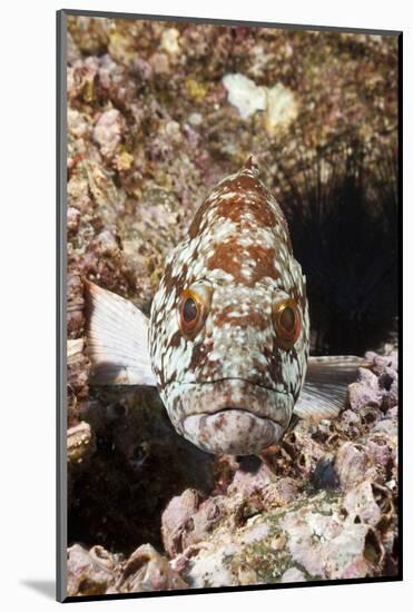 Starry Grouper (Epinephelus Labriformis)-Reinhard Dirscherl-Mounted Photographic Print