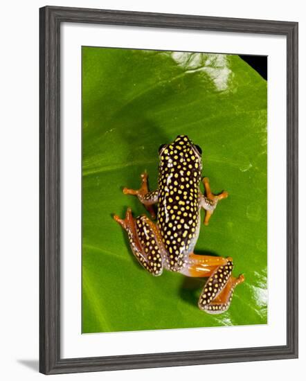 Starry Night Reed Frog, Heterixalus Alboguttatus, Native to Madagascar-David Northcott-Framed Photographic Print