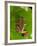 Starry Night Reed Frog, Heterixalus Alboguttatus, Native to Madagascar-David Northcott-Framed Photographic Print