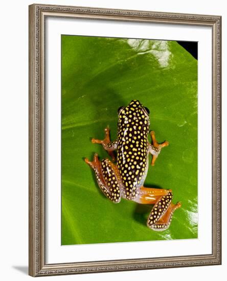 Starry Night Reed Frog, Heterixalus Alboguttatus, Native to Madagascar-David Northcott-Framed Photographic Print