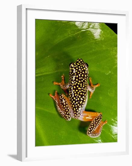 Starry Night Reed Frog, Heterixalus Alboguttatus, Native to Madagascar-David Northcott-Framed Photographic Print