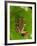 Starry Night Reed Frog, Heterixalus Alboguttatus, Native to Madagascar-David Northcott-Framed Photographic Print