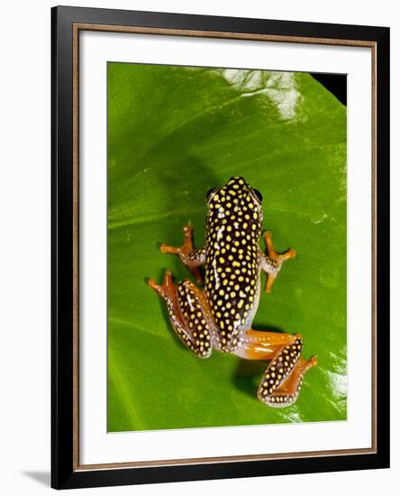 Starry Night Reed Frog, Heterixalus Alboguttatus, Native to Madagascar-David Northcott-Framed Photographic Print