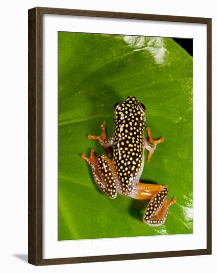 Starry Night Reed Frog, Heterixalus Alboguttatus, Native to Madagascar-David Northcott-Framed Photographic Print