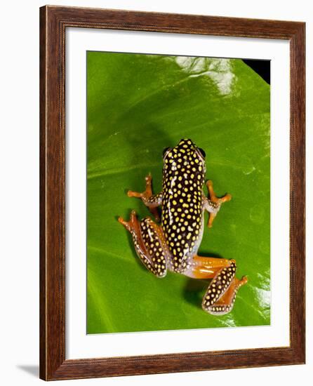 Starry Night Reed Frog, Heterixalus Alboguttatus, Native to Madagascar-David Northcott-Framed Photographic Print
