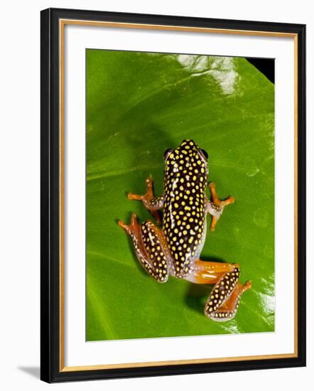 Starry Night Reed Frog, Heterixalus Alboguttatus, Native to Madagascar-David Northcott-Framed Photographic Print