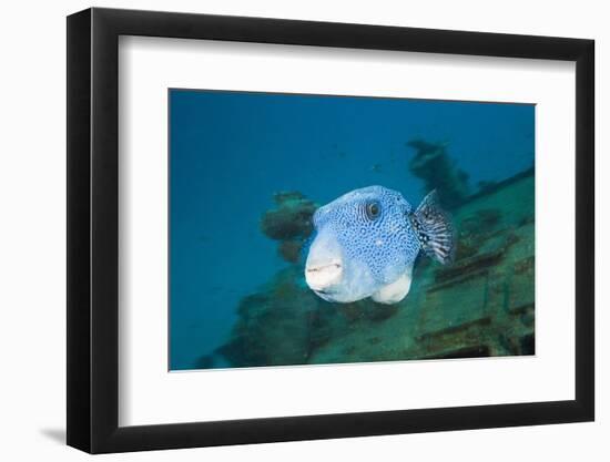 Starry Puffer over Maldive Victory Wreck-Reinhard Dirscherl-Framed Photographic Print