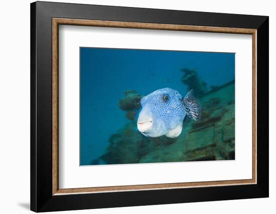 Starry Puffer over Maldive Victory Wreck-Reinhard Dirscherl-Framed Photographic Print