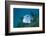 Starry Puffer over Maldive Victory Wreck-Reinhard Dirscherl-Framed Photographic Print