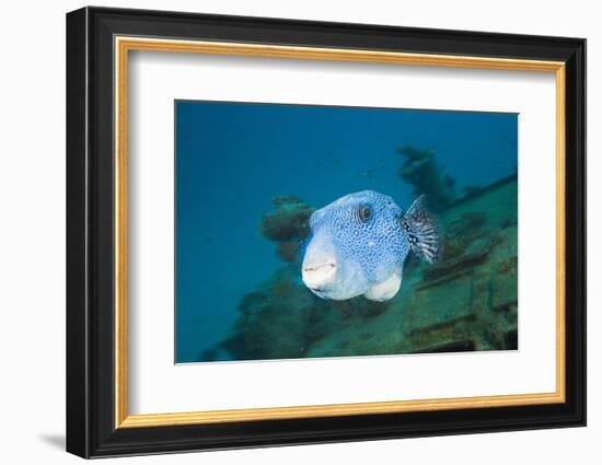 Starry Puffer over Maldive Victory Wreck-Reinhard Dirscherl-Framed Photographic Print