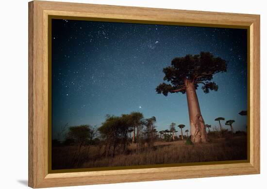 Starry Sky and Baobab Trees Highlighted by Moon. Madagascar-Dudarev Mikhail-Framed Premier Image Canvas