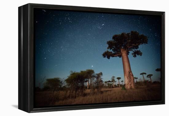 Starry Sky and Baobab Trees Highlighted by Moon. Madagascar-Dudarev Mikhail-Framed Premier Image Canvas