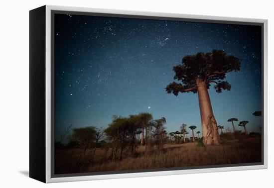 Starry Sky and Baobab Trees Highlighted by Moon. Madagascar-Dudarev Mikhail-Framed Premier Image Canvas