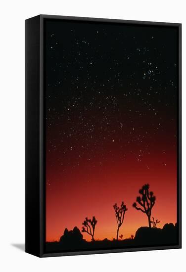 Starry Sky And Sunset Taken In Joshua Tree Park-David Nunuk-Framed Premier Image Canvas