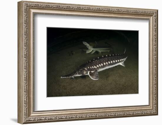 Starry Sturgeon (Acipenser Stellatus) Captive At Danube Delta Eco-Tourism Museum Centre Aquarium-Lundgren-Framed Photographic Print