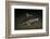 Starry Sturgeon (Acipenser Stellatus) Captive At Danube Delta Eco-Tourism Museum Centre Aquarium-Lundgren-Framed Photographic Print