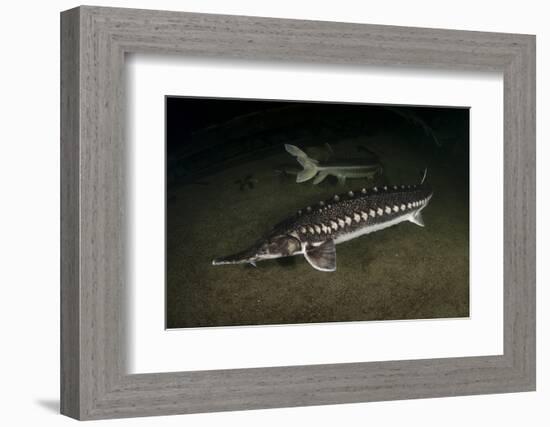 Starry Sturgeon (Acipenser Stellatus) Captive At Danube Delta Eco-Tourism Museum Centre Aquarium-Lundgren-Framed Photographic Print