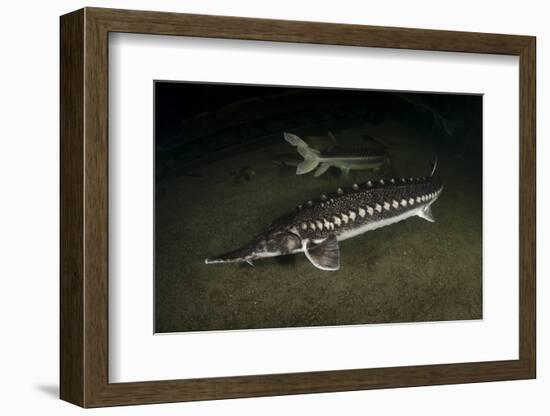 Starry Sturgeon (Acipenser Stellatus) Captive At Danube Delta Eco-Tourism Museum Centre Aquarium-Lundgren-Framed Photographic Print