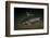 Starry Sturgeon (Acipenser Stellatus) Captive At Danube Delta Eco-Tourism Museum Centre Aquarium-Lundgren-Framed Photographic Print