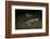 Starry Sturgeon (Acipenser Stellatus) Captive At Danube Delta Eco-Tourism Museum Centre Aquarium-Lundgren-Framed Photographic Print